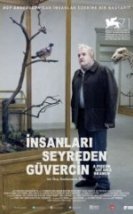 İnsanları Seyreden Güvercin