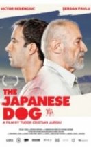 Japon Köpeği Cainele Japonez