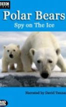 Kutup Ayıları Buzdaki Casus SEE RANK Polar Bears Spy on the Ice