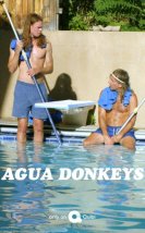 Agua Donkeys