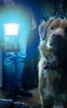 Korku Filmi “Good Boy”dan İlk Fragman Yayınlandı!