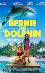 Bernie the Dolphin