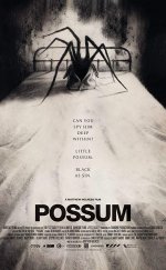 Possum