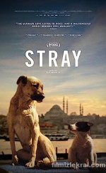 Stray