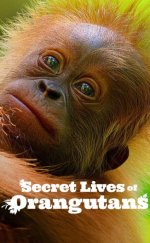 Orangutanların Gizli Yaşamı