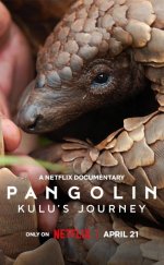 Pangolin Kulu’nun Yolculuğu