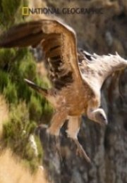 Vahşi Yolculuk Brezilya Kartalın Gölgesi