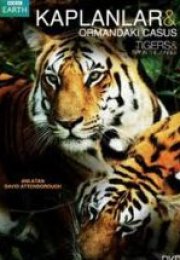 Kaplanlar Ormandaki Casus & Tiger Spy in the Jungle