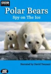 Kutup Ayıları Buzdaki Casus SEE RANK Polar Bears Spy on the Ice