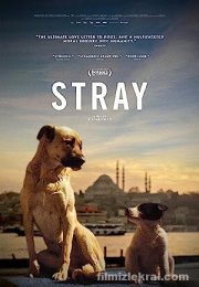 Stray