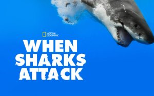 When Sharks Attack