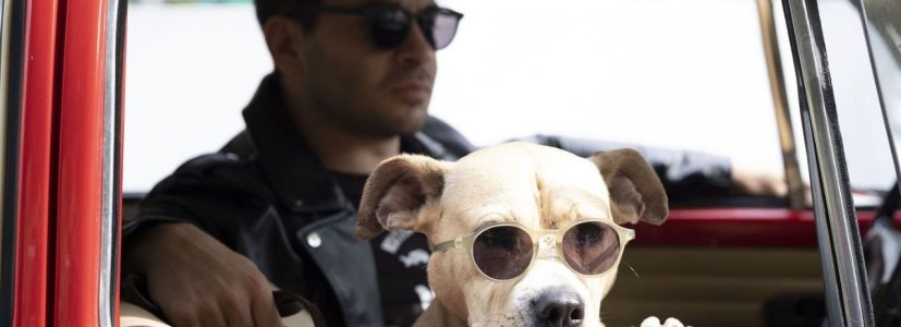 “Dikkat Köpek Var” Sinemalarda!