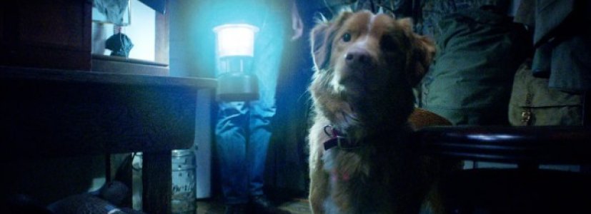 Korku Filmi “Good Boy”dan İlk Fragman Yayınlandı!